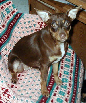 Koffyzon's Copper Pennee