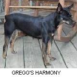 Gregg's Harmony