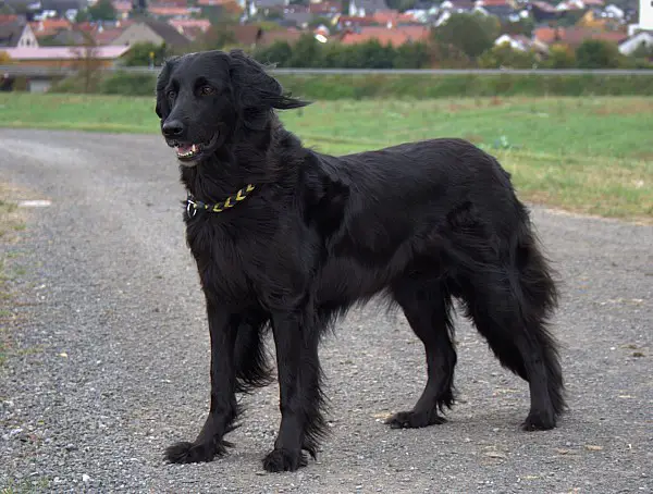 Numi von der Hausbergkante