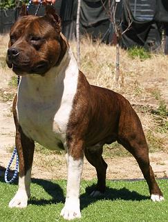 absolute staffordshire bull terriers
