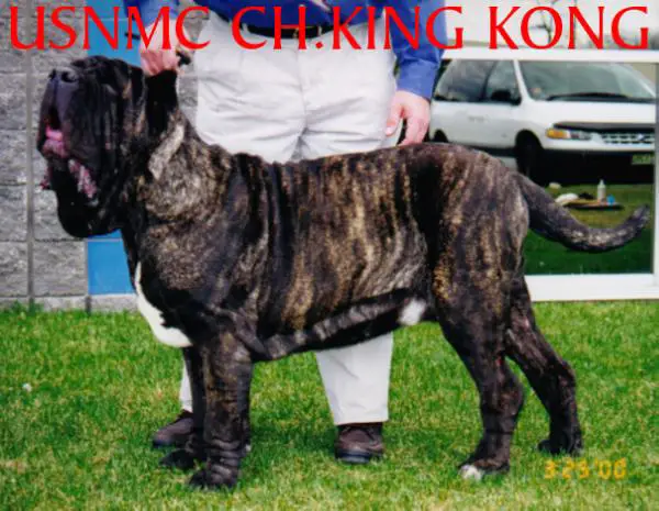 Aknguyen King Kong