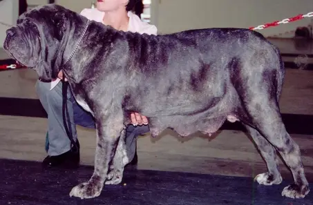 Luxor's Pilara