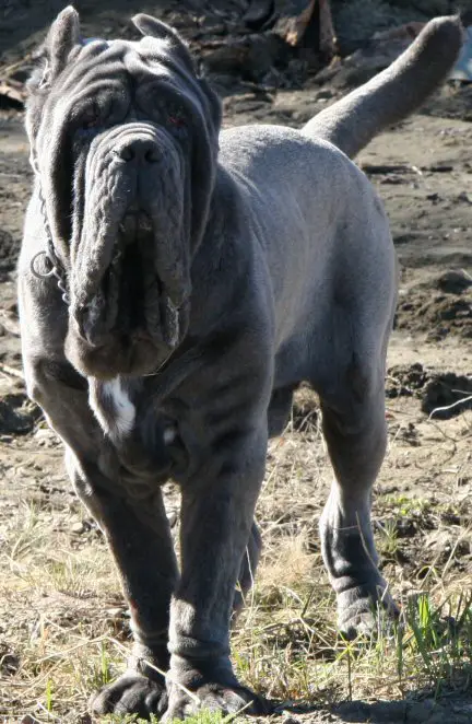 Ponzio Del Gheno