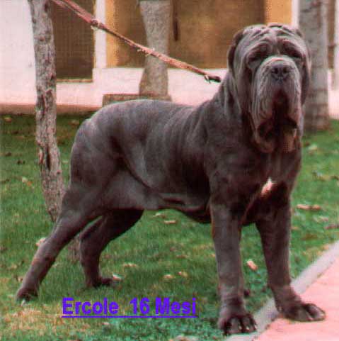 Ercole Del Gheno