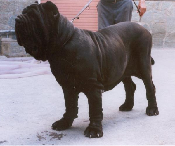 Furia Del Nolano