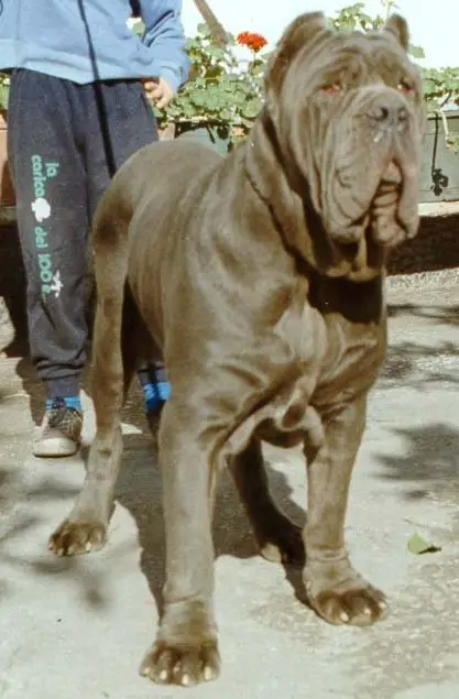 Stellina del Nolano