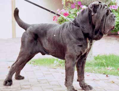 Del gheno neapolitan sales mastiff