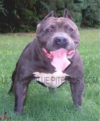 blue diamond pitbulls