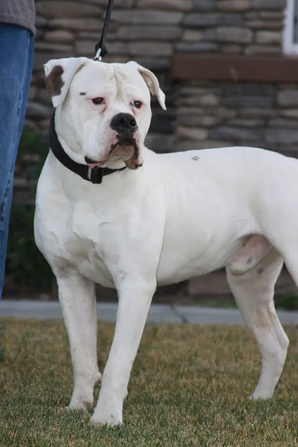 russian bulldog breed