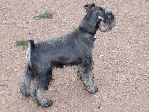Katcha's Rocky Mountain Turbo Charged Warrior
