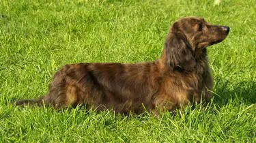 lyndarlea dachshunds