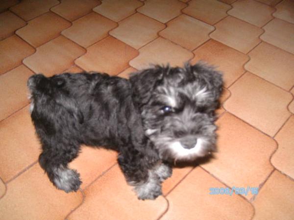 CAPUCHO Da Casa de Fausto