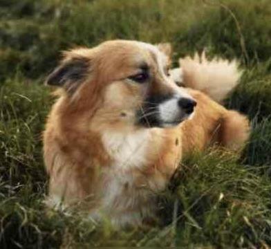 Solfari's Heidi