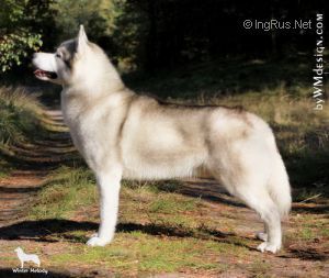 Winterfrost's Pegaso