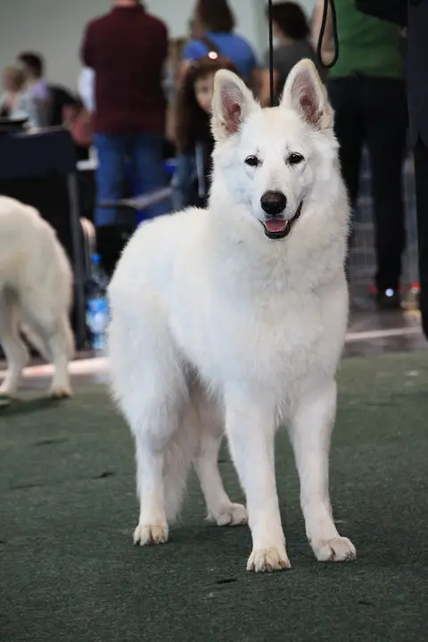 DEUTCHER CHAMPION-J ENYA du Domaine de la Graffenbourg (HD A/A ED 0)