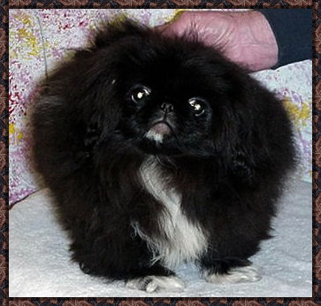 Lon-Du Black Desiree