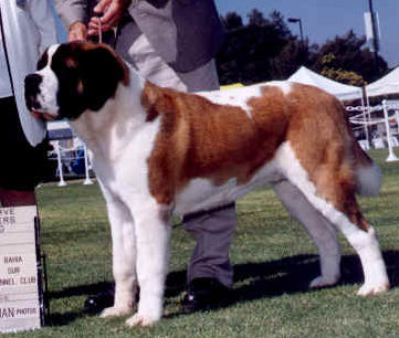 Subira's Rothchild