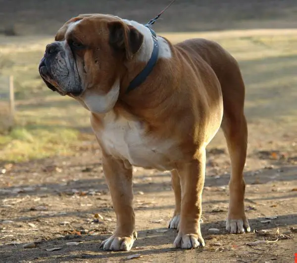 hermes olde english bulldogge