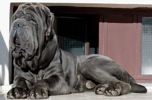 Del gheno shop neapolitan mastiff