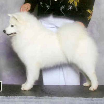 Nuuktok's Auma of Snowstar
