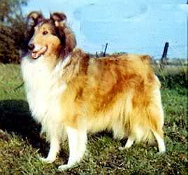 Corydon Bella donna
