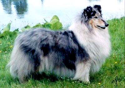 Steadlyn Captivation