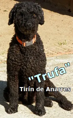 Tirín de Anarres
