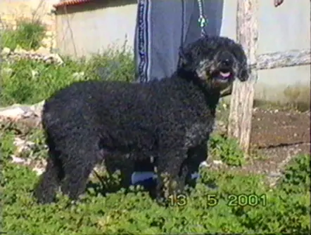 Estola de Ubrique