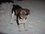 Cocoa Bean