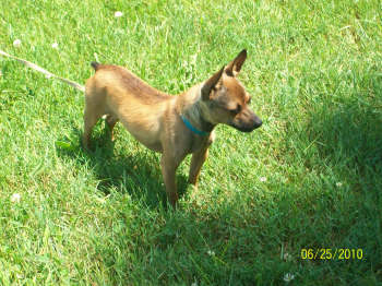 Jozlynne's Sweet King Ramzie