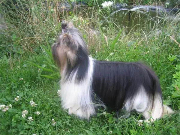 Veralyn's White Black Harlequin