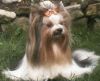 Evelyn from Yorki-Home of Sunshine