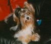 Snow-Boy from Yorki-Home of Sunshine