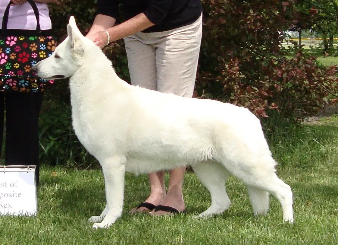 Ukc deals white shepherd