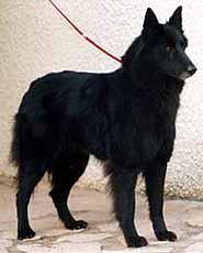 GLADYS des Perles Noires