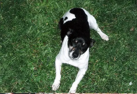Goss's Chester Bob