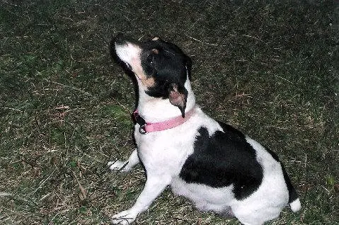 Goss's Carmella Princes