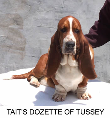 taits basset hounds