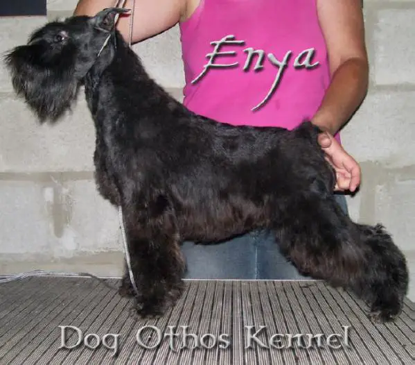 Enya