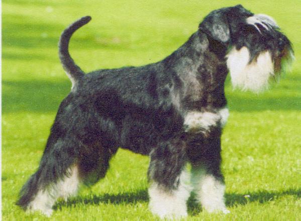 Quito Primero Lohr v.d. Brunnengarten