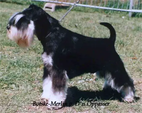 Botske- Merlin van d'n Oppasser
