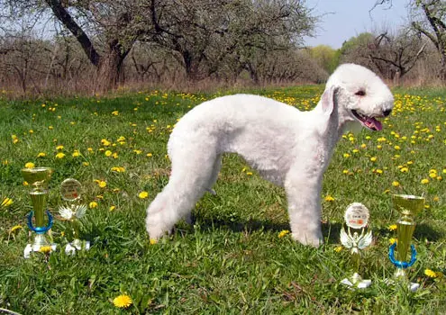 Diva Bedlington Ukrain