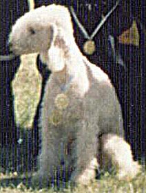 Aygel