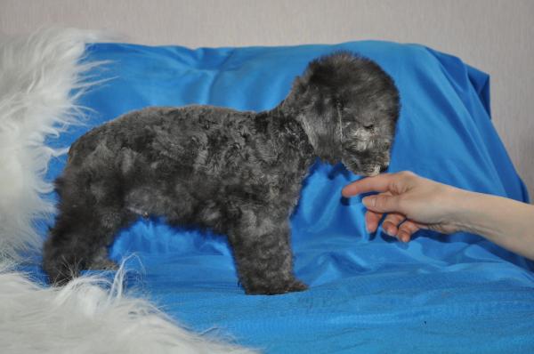 Armani Bedlington Ukrain