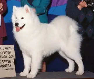 russian dog white puppy