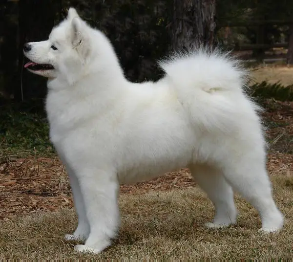 Millcreek samoyeds 2025