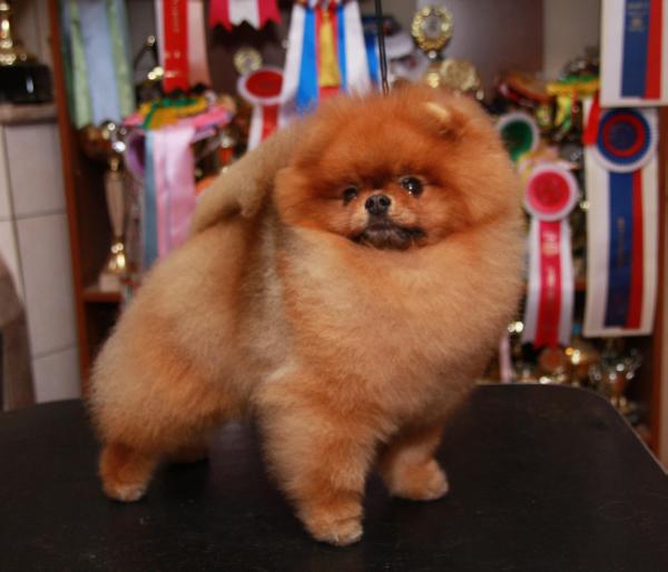 Janshar pomeranians cheap