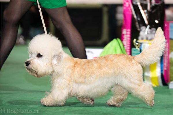 CZ-CH, RU-JCH, FIN-W German Dandies' Orlando