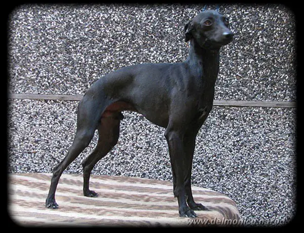 Cesar Du Domaine de Chanteloup