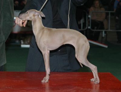 Soltar's Baronessa